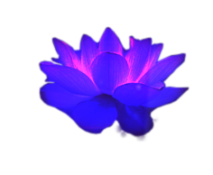 pretty lotus flower